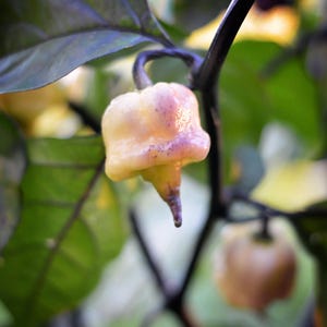 Jay's X Pink X Reaper Lemon