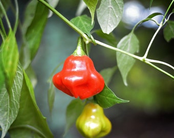 Semillas de pimiento Mad Hatter - paquete de 10