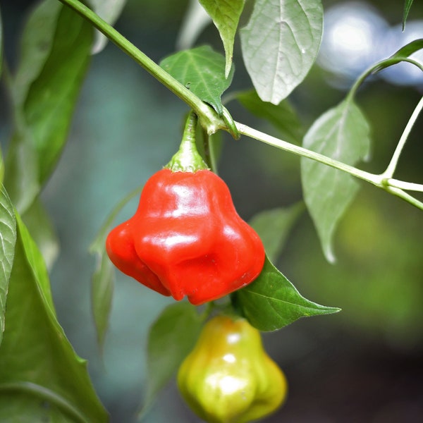 Mad Hatter pepper seeds - pack of 10