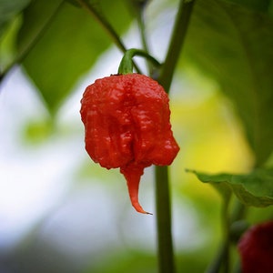 7 Pot Primo pepper seeds - pack of 10