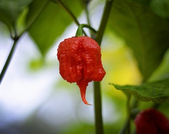 Pode incluir: Um único pimentão vermelho pendurado em uma planta verde. O pimentão tem uma textura irregular e enrugada e uma ponta pontiaguda.