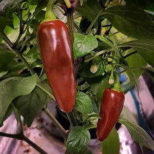 Brown Jalapeno pepper seeds