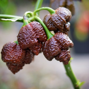 Könnte beinhalten: Nahaufnahme von einer Gruppe dunkelbrauner, runzeliger Paprika, die an einem grünen Stiel wachsen. Die Paprika haben eine einzigartige, strukturierte Oberfläche. Der Hintergrund ist unscharf, wodurch die Paprika hervorgehoben werden.