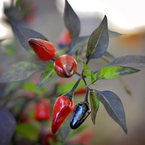 Dracula Fang Jalapeno F3 pepper seeds