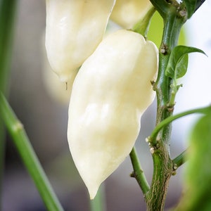 White Ghost pepper seeds - 10 seed pack