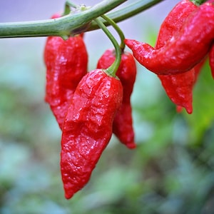 Ghost Pepper - 10 seed pack