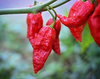 Ghost Pepper - Pakket met 10 zaden