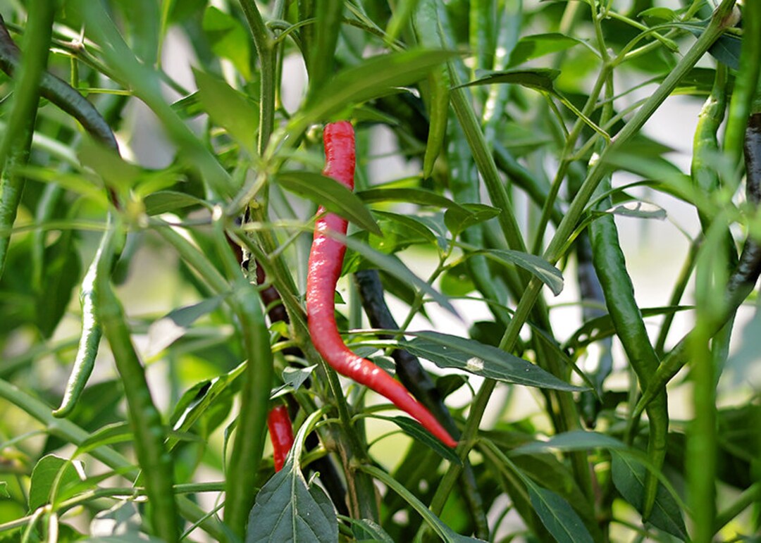 Gong Bao Thai Pepper Seeds Pack of 10 Etsy