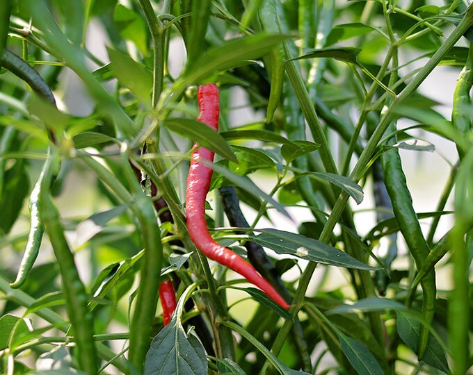 Gong Bao Thai Pepper Seeds Pack of 10 Etsy