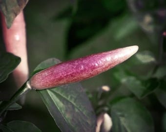 May include: A close-up of a purple chili pepper growing on a plant with green leaves.