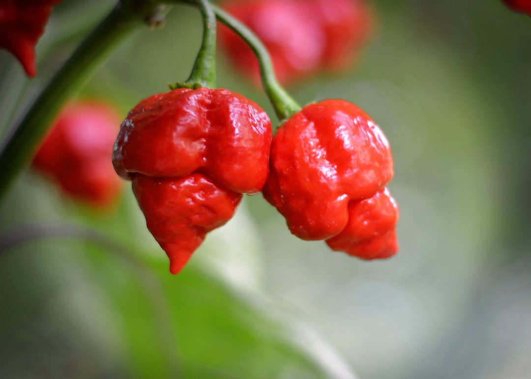 Armageddon Pepper Seeds Pack of 10 Etsy