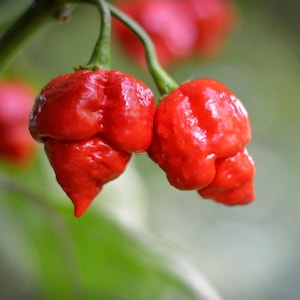 Puede incluir: Dos chiles rojos brillantes y abultados cuelgan de un tallo verde. Los chiles son de un rojo intenso y tienen una textura arrugada. El fondo está desenfocado y es verde.