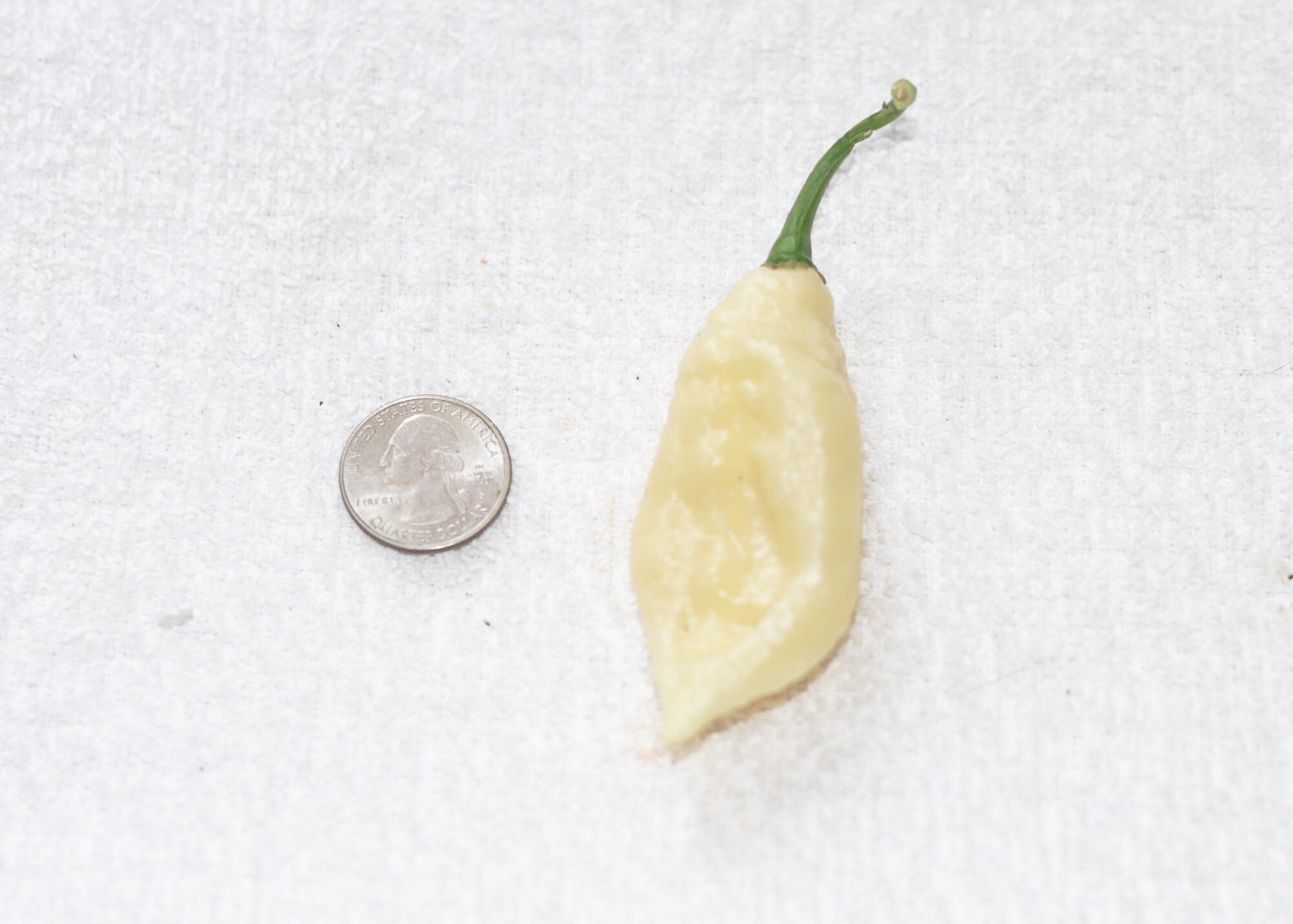 White Bhut Jolokia ( White Ghost) Pepper Seeds - Pack of 10 - Etsy