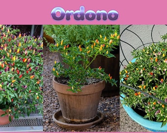 May include: Three potted ornamental pepper plants with colorful, upright peppers in shades of red, yellow, orange, and purple. The plants are in terracotta and blue pots, and the image has the word "Ordono" at the top.