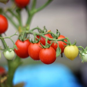 Strong Boy Micro Dwarf Tomato