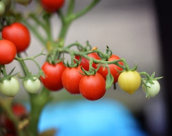 Op de afbeelding: Een close-up van een tomatenplant met rode en groene tomaten. De tomaten groeien aan een wijnstok en worden omringd door groene bladeren.
