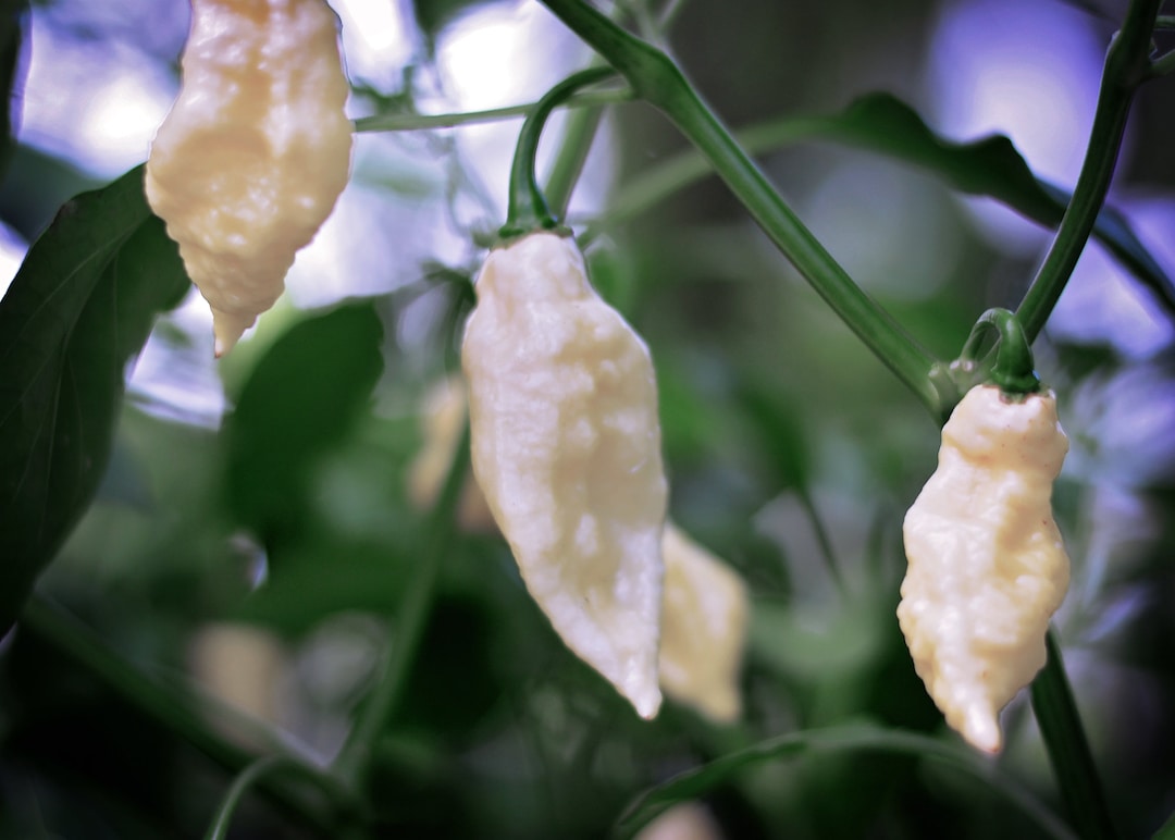 White Bhut Jolokia White Ghost Pepper Seeds Pack of 10 Etsy