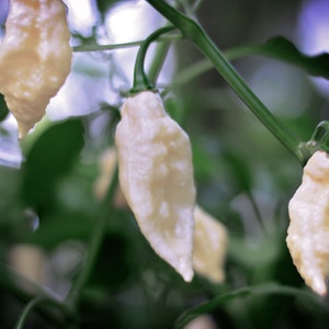 White Bhut Jolokia ( White Ghost) pepper seeds - pack of 10