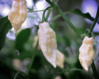 Pode incluir: Close-up de pimentas brancas ghost pepper crescendo em uma planta. As pimentas são lisas e têm uma forma ligeiramente pontiaguda.