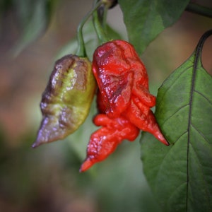 Bingo Red pepper seeds