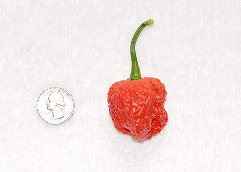 Genghis Khan Brain Pepper Seeds 10 Seed Pack Etsy