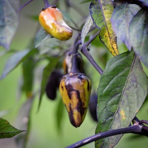 May include: Close-up of a pepper plant with green leaves and several small peppers. The peppers are yellow, green, and brown with a mottled pattern.