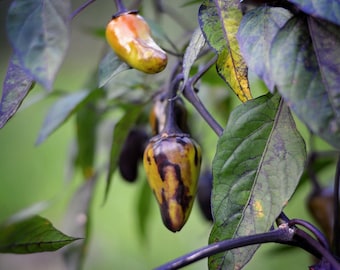 May include: Close-up of a pepper plant with green leaves and several small peppers. The peppers are yellow, green, and brown with a mottled pattern.