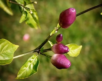 May include: Close-up of purple chili peppers growing on a green plant branch. The peppers are various sizes and shapes, with some being round and others being more elongated.