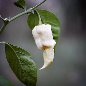 Könnte beinhalten: Ein weißer Ghost Pepper, der an einer grünen Pflanze wächst. Der Pfeffer ist lang und dünn mit einer spitzen Spitze. Die Pflanze hat große, grüne Blätter.