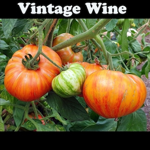 Vintage Wine tomato seeds