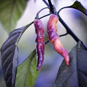 Purple Peach pepper seeds