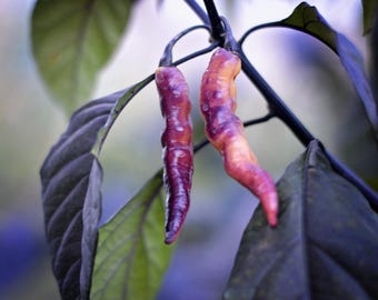 May include: Two purple and white chili peppers hanging from a branch with green leaves.