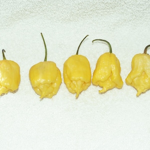 May include: Five yellow Carolina Reaper peppers with green stems are arranged on a white surface. The peppers have a wrinkled texture and a distinctive shape, with a pointed end. The peppers are a vibrant yellow color.