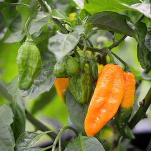 Hellbent Yellow pepper seeds