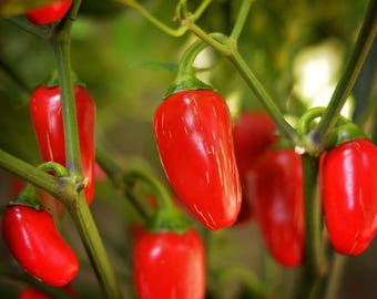 Semillas tempranas de chile jalapeño