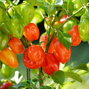 Primero Habanero