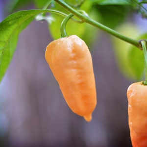 Peaches N Cream pepper - pack of 10