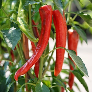 Cow Horn pepper seeds - Pack of 10