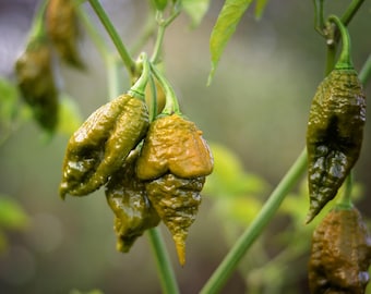 May include: Close-up of several green and yellow-orange ghost peppers growing on a plant. The peppers have a wrinkled texture and a distinctive shape, with a pointed end. The image is set against a blurred green background.