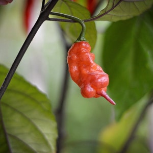 Jay&#39;s Pink pepper seeds - pack of 10