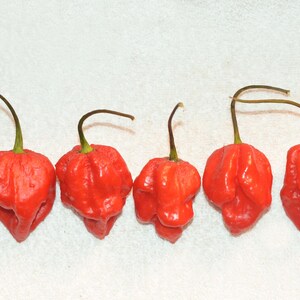 Könnte beinhalten: Fünf leuchtend rote Chilischoten mit runzeliger Oberfläche und dunkelgrünen Stielen sind in einer Reihe angeordnet. Die Paprika haben eine einzigartige, unregelmäßige Form, vor einem schlichten weißen Hintergrund.