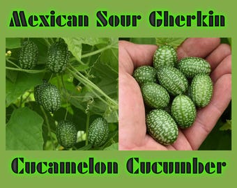 Mexikanische Saure Gurke (Cucamelon) Gurken Samen