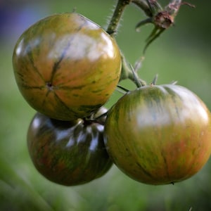 Pink Berkeley Tie Dye tomato seeds