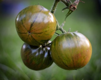 Op de afbeelding: Close-up van vier groene en bruine gestreepte tomaten die aan een wijnstok hangen. De tomaten zijn rijp en klaar om geplukt te worden.