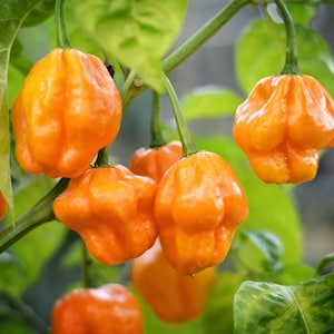Puede incluir: Primer plano de varios pimientos habaneros naranjas maduros creciendo en una vid verde. Los pimientos tienen una forma arrugada y bulbosa y están rodeados de hojas verdes. La imagen está bien iluminada, resaltando los colores vibrantes.