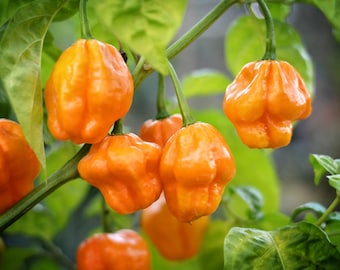 MOA Scotch Bonnet pepper seeds