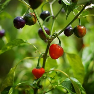 Red Nugget pepper seeds