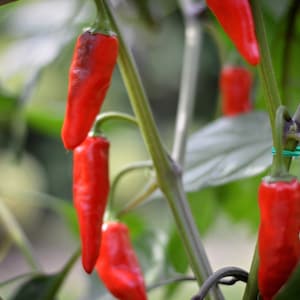May include: Close-up of red chilli peppers growing on a vine. The peppers are attached to the vine with green stems and are surrounded by green leaves.