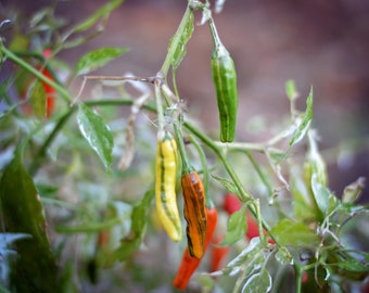 Tiger Thunder pepper seeds
