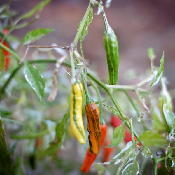 Tiger Thunder pepper seeds